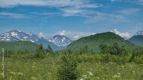 Trees grow in the meadow, among lush green grass and wildflowers. Picturesque hills and snow-capped mountains against the blue sky. Kamchatka. Nalychevo