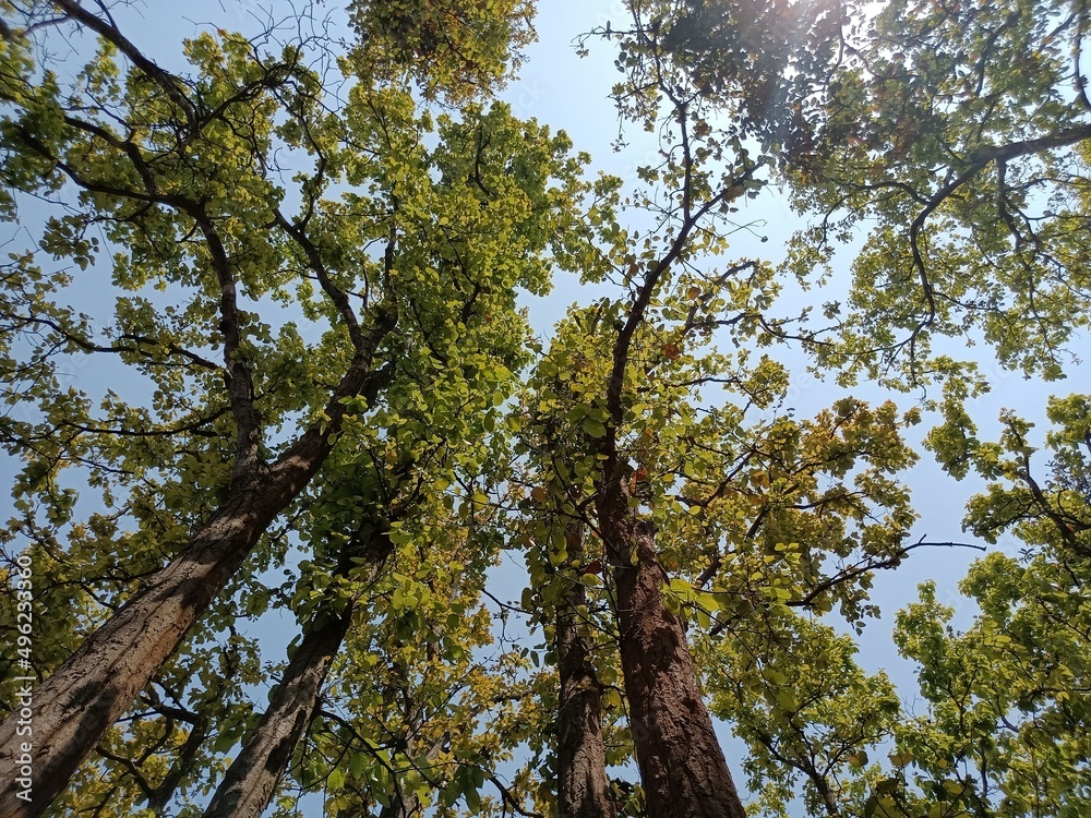 Obraz premium trees in the forest