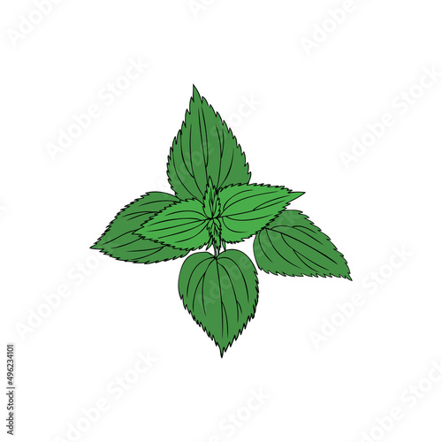 Nettle wild field flower isolated on white background botanical hand drawn sketch vector doodle colorful illustration Urtica dioica for design package tea, cosmetic, natural medicine, greeting card