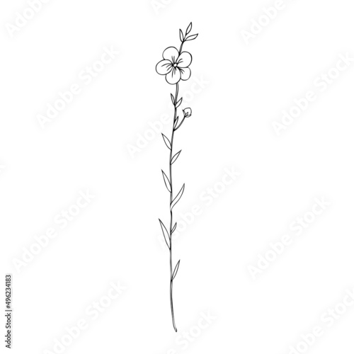 Flax plant  wild field flower isolated on white  botanical hand drawn sketch vector doodle line art illustration  art for design package organic cosmetic  natural medicine  greeting card  vegan food
