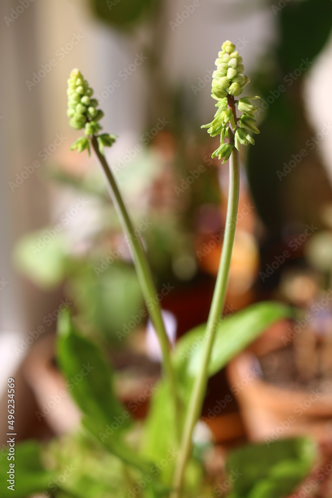 Scilla marmorata Drimiopsis maculata succulent flower Scilla marmorata Drimiopsis maculata succulent flower