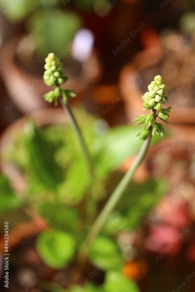 Scilla marmorata Drimiopsis maculata succulent flower Scilla marmorata Drimiopsis maculata succulent flower