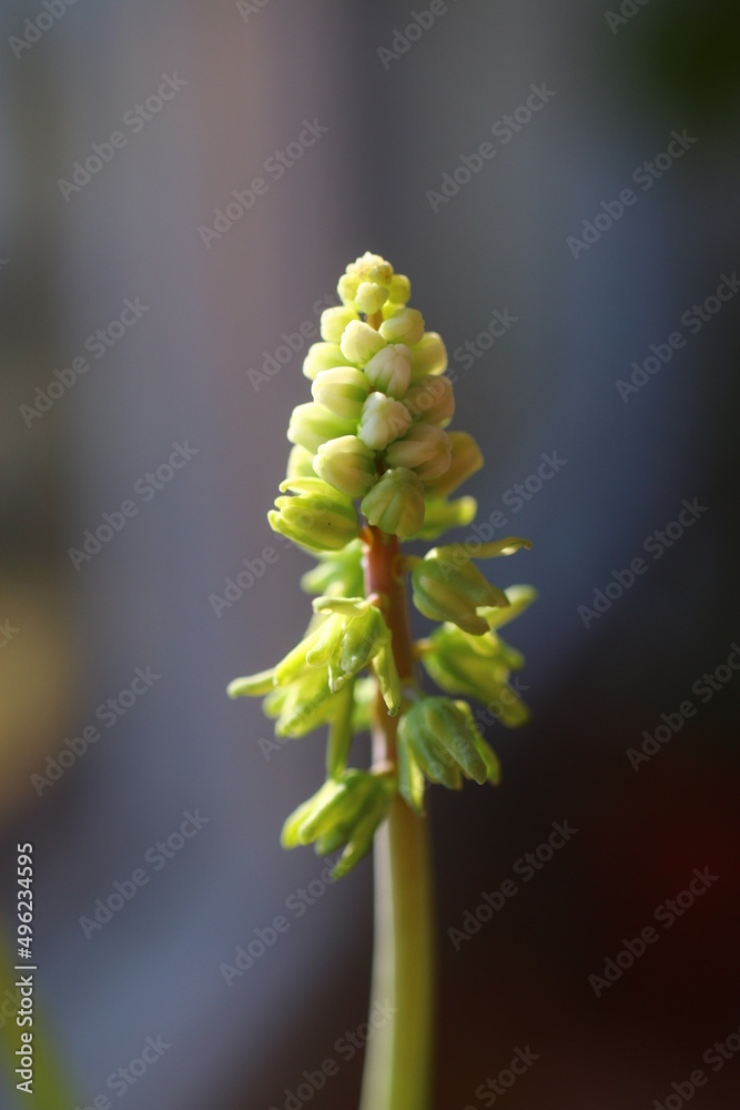 Scilla marmorata Drimiopsis maculata succulent flower Scilla marmorata Drimiopsis maculata succulent flower