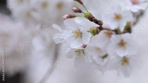 雨の中の桜