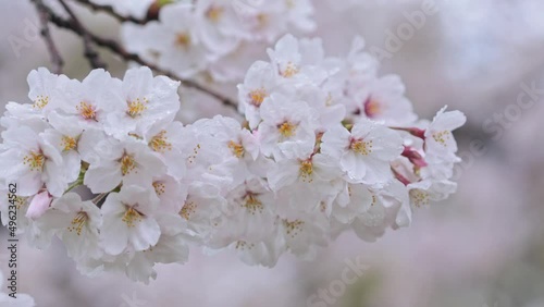 雨の中の桜