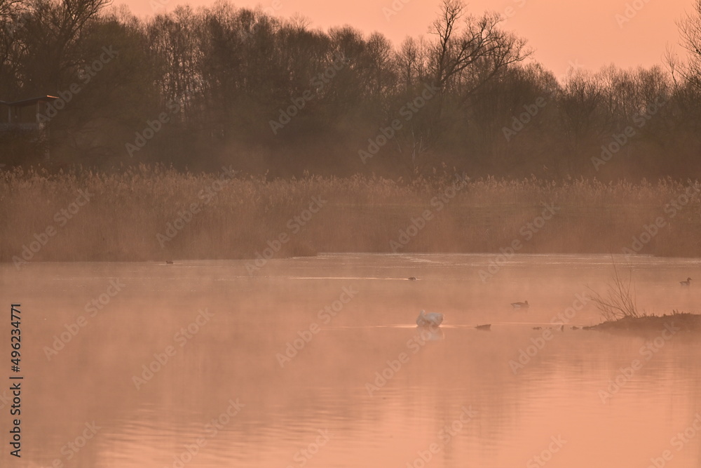Schwäne im Nebligem Sonnenaufgang im Vogelschutzgebiet NSG Garstadt bei Heidenfeld, Schweinfurt, Franken, Bayern, Deutschland