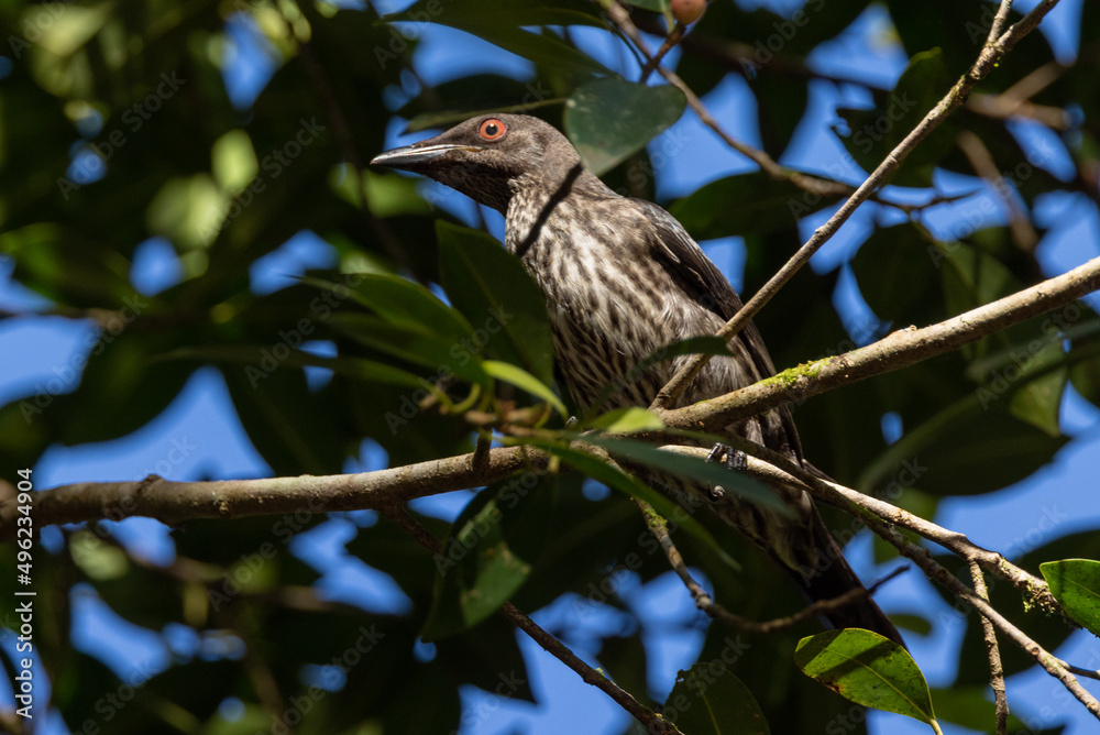 Metallic Starling in Queensland Australia Metallic Starling in Queensland Australia