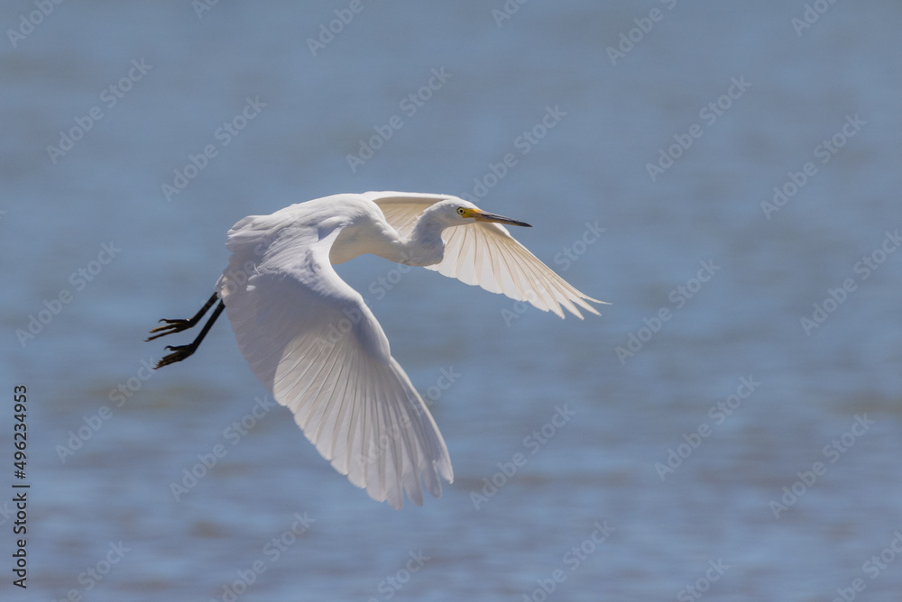 Little Egret in Queensland Australia Little Egret in Queensland Australia