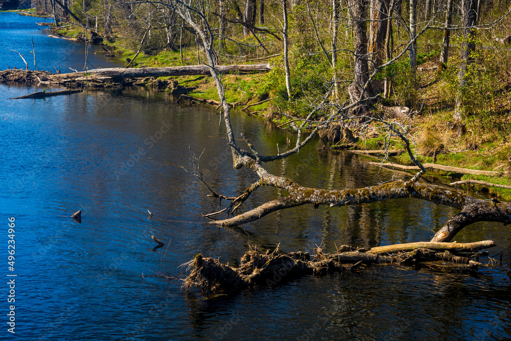 tree on the lake