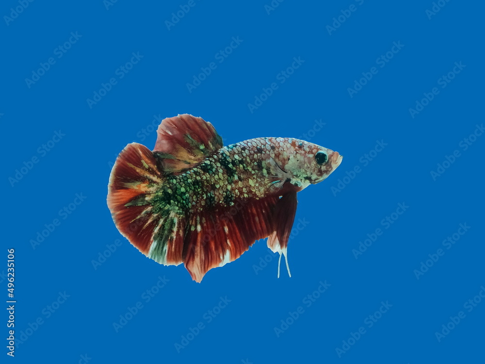 view of short-tail siamese fighting betta fish diving in glass fish tank  isolated on black background. Stock Photo | Adobe Stock