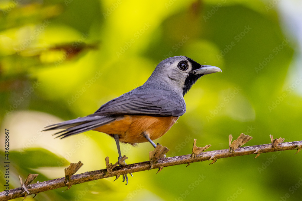 Obraz premium Black-faced Monarch in Queensland Australia