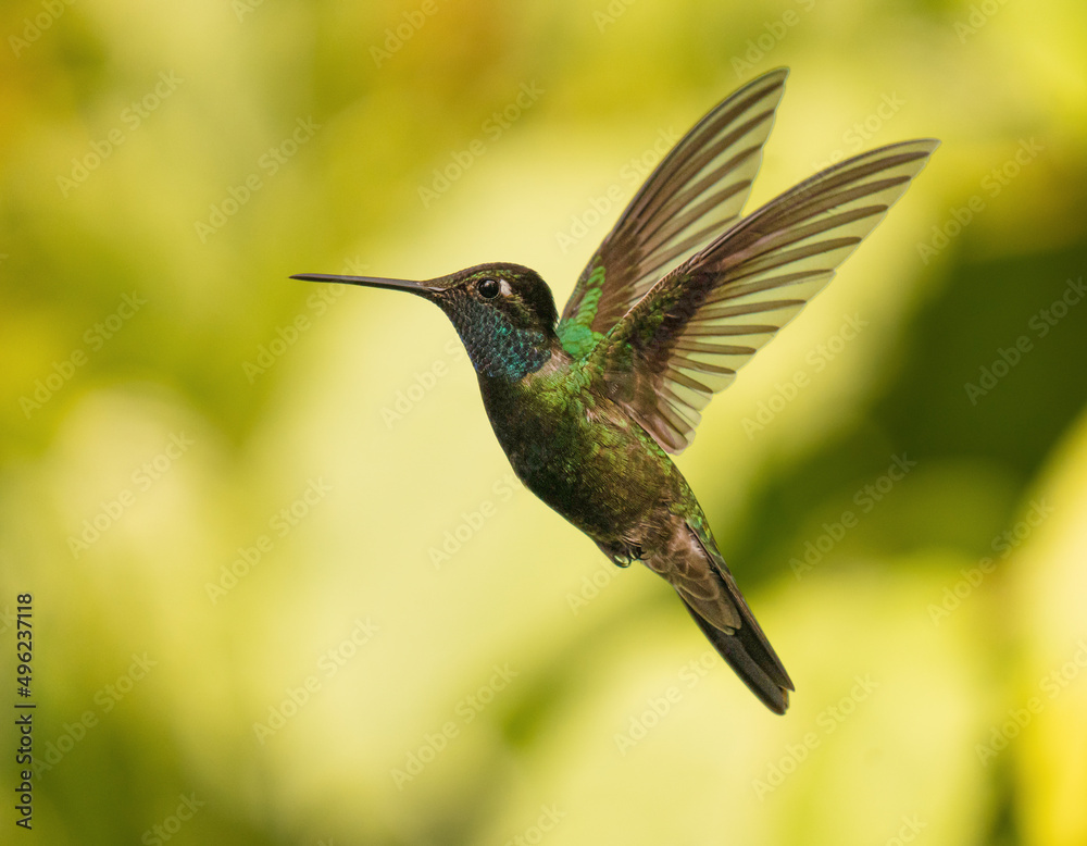 Fototapeta premium colibri mexico volando