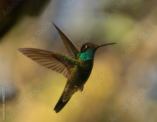 colibri mexico volando