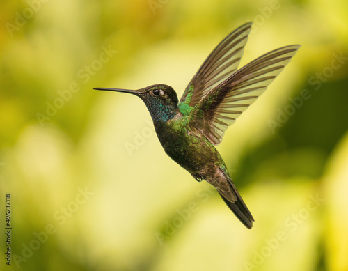 colibri mexico volando