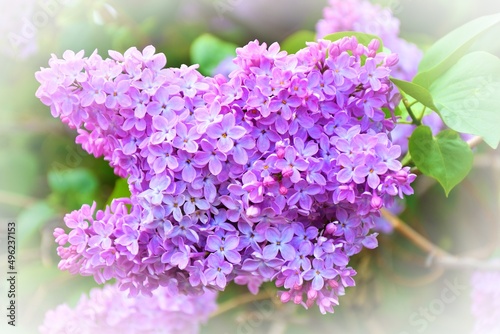 Flowers of ordinary lilac (Latin Syringa vulgaris) of lilac color