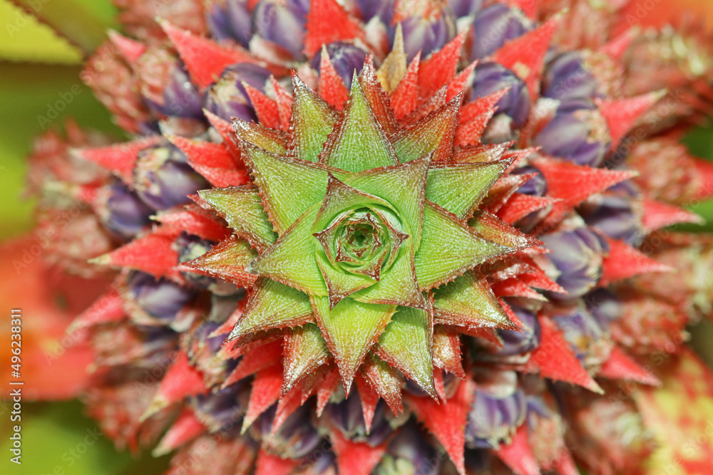 pineapple flower in the garden