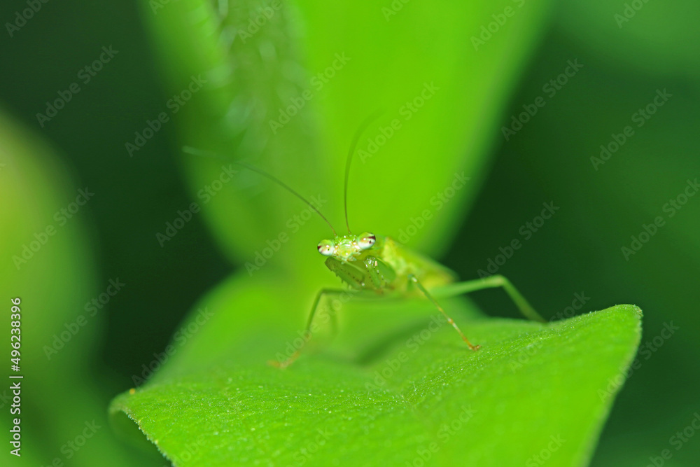 A boxing grasshopper on a leaf A boxing grasshopper on a leaf