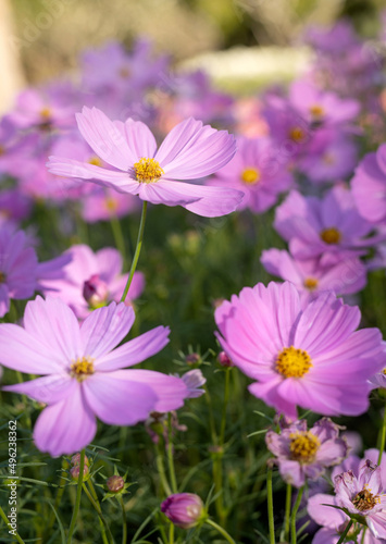 Pink cosmos flowers in the outdoor garden