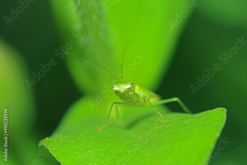 A boxing grasshopper on a leaf
