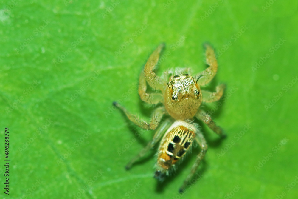 A jumper spider on a green leaf A jumper spider on a green leaf