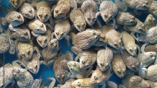 Video panning top view of many frog (Anura) resting in container.