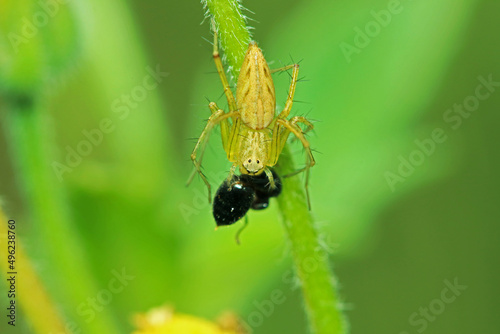 A link spider and prey on a branch © Sarin