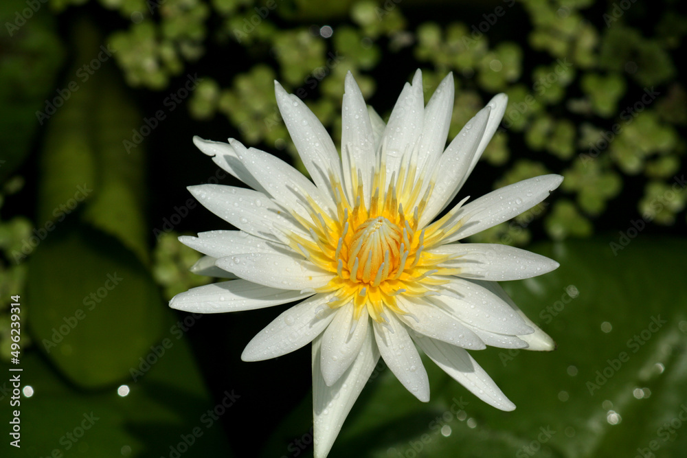 White Lotus White Lotus