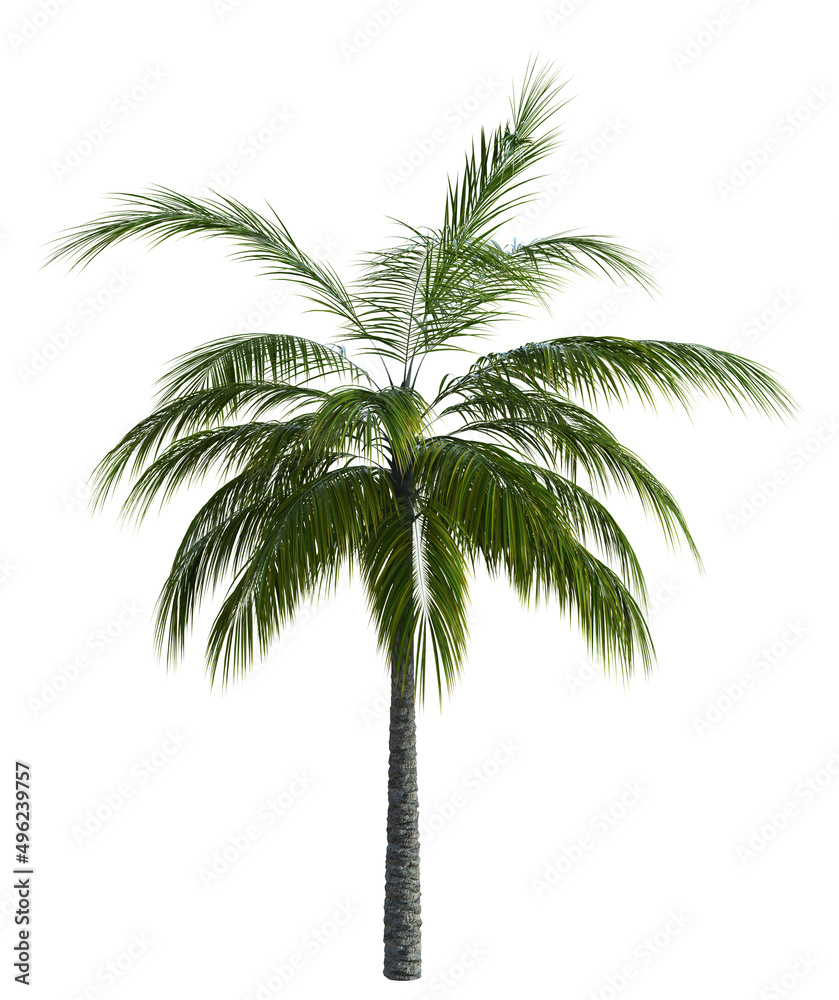 3D Green palm tree