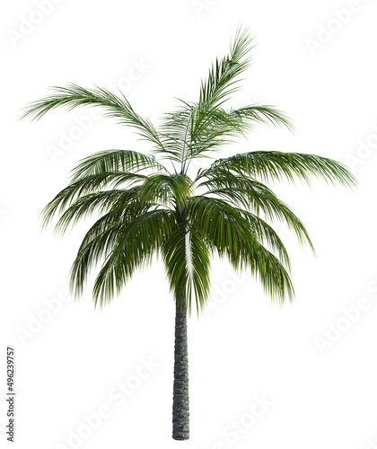 3D Green palm tree © AnnaPa