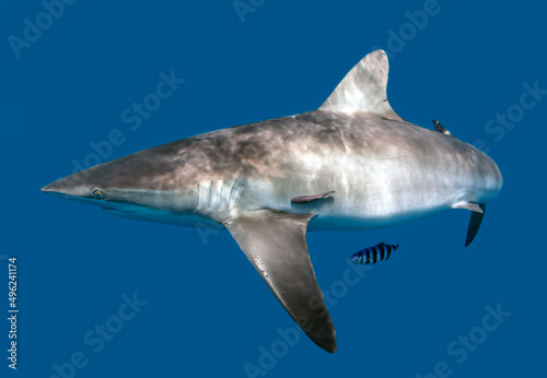 silky shark