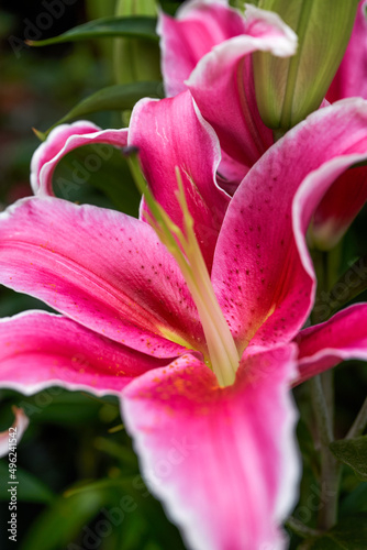 Close-up of a blooming purple and white lily