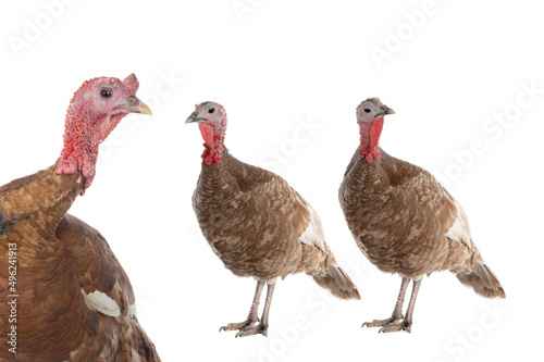 brown turkey isolated on white background