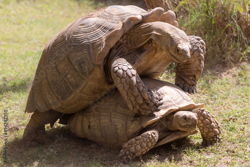 Spornschildkröten bei der Paarung in der Seitenansicht