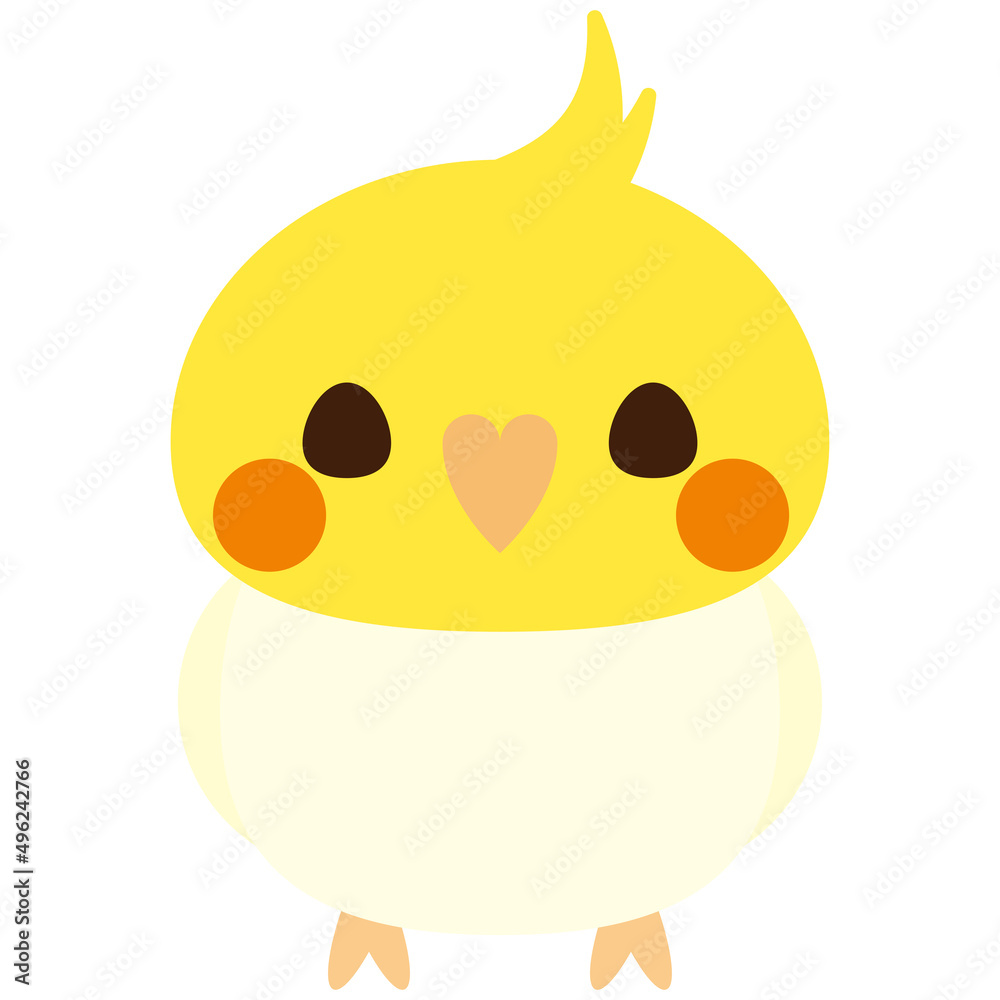 オカメインコ ルチノー 正面 オカメインコ ルチノー 正面