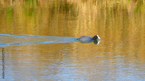 una focha nadando en una balsa de agua, ave gallinácea, de rostro blanco y plumaje negro, ojos de color rojo, lérida, españa, europa