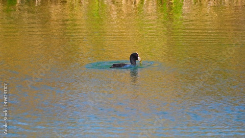 vista lateral de un ave acuática de plumaje negro, rostro y ojos rojos, llevando algas en su pico, lérida, espña, europa