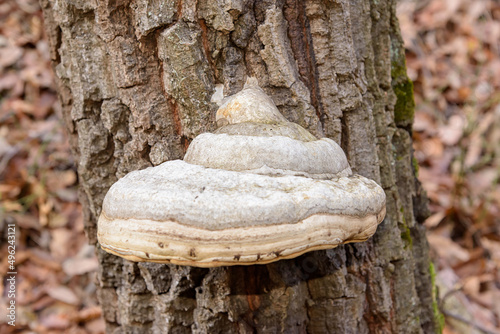 Big mushroom on the tree