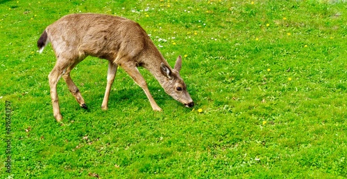 Young deer smelling dandelion 