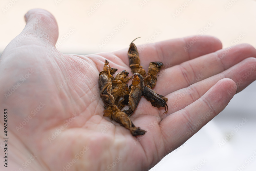 Fototapeta premium mole cricket in the palm of the hand