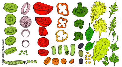 Vegetable sketch set in vector. Harvest and Thanksgiving healthy food collection of sliced vegetables for restaurants, menus, posters and grocery packages: onion, peppers, eggplant, carrots, tomato. 