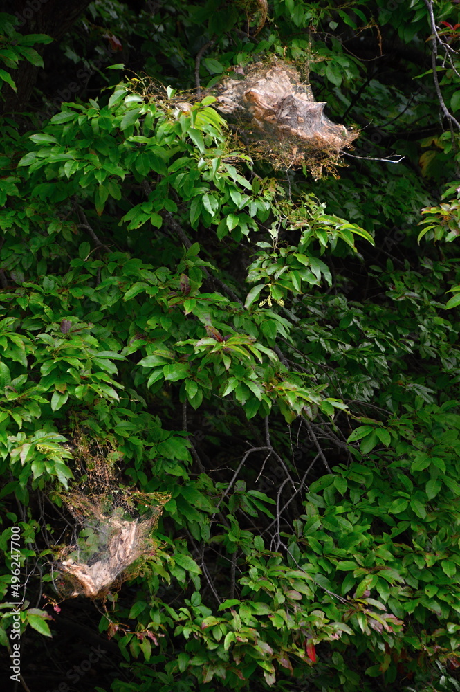 Fototapeta premium Gebirgslandschaft in den Blue Ridge Mountains, North Carolina