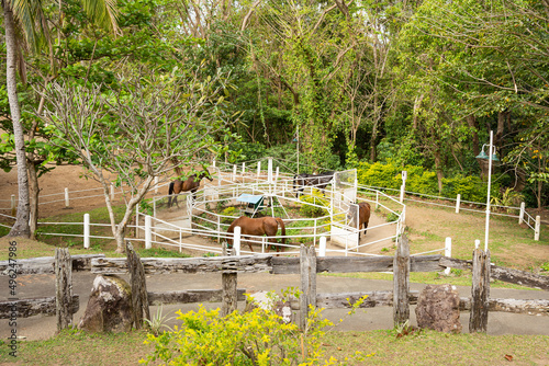 Foto early morning exercise for horses in their round pen
