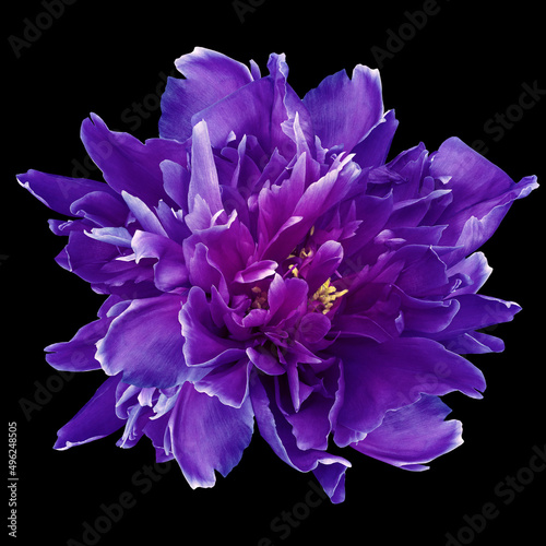 Purple peony  flower  on black isolated background with clipping path. Closeup. For design. Nature.