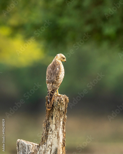 Wallpaper Mural White eyed buzzard or Butastur teesa perched in natural scenic green background in winter migration at velavadar blackbuck national park Bhavnagar Saurashtra gujrat india Torontodigital.ca