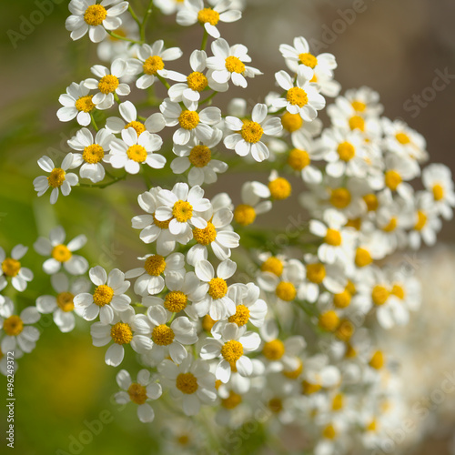 Flora of Gran Canaria - Tanacetum ferulaceum, fennel-leaved tansy endemic to the island, natural macro floral background 