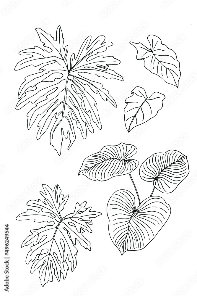Leaves of tropical plants. Vector line drawing of flowers and leaves. Leaves of tropical plants. Vector line drawing of flowers and leaves.