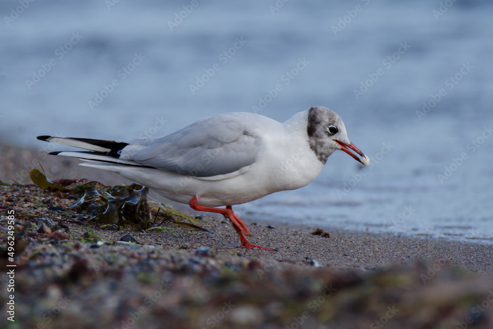 Lachmöwe an einem Ostseestrand am frühen Morgen mit erbeuteter Nahrung im Schnabel Lachmöwe an einem Ostseestrand am frühen Morgen mit erbeuteter Nahrung im Schnabel