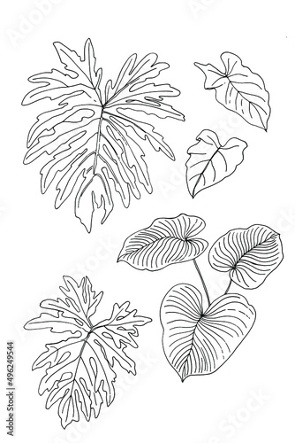 Leaves of tropical plants. Vector line drawing of flowers and leaves.