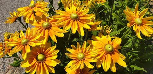Yellow rudbeckia hirta flowers blooming along the road on the asphalt background. Panorama.