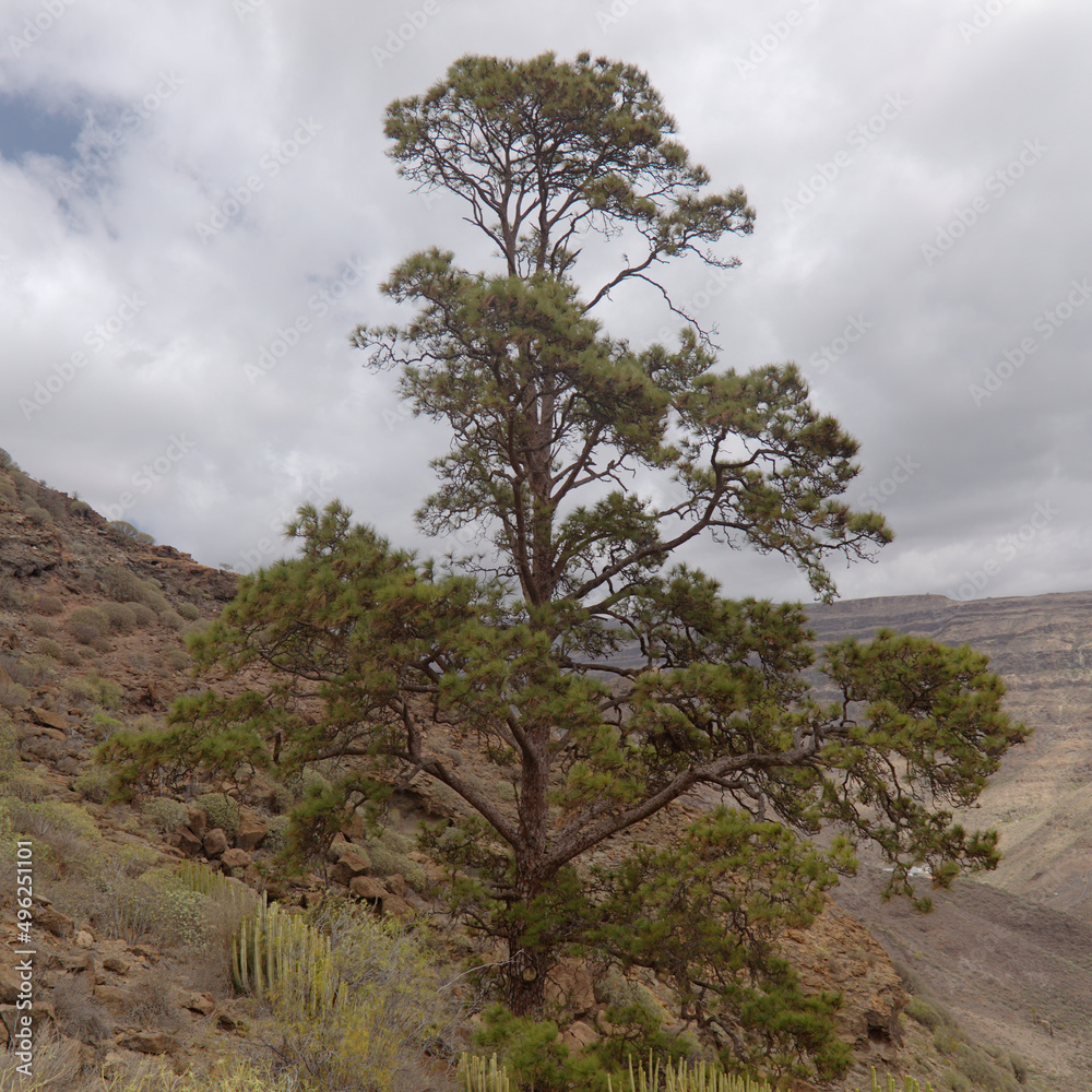 Gran Canaria, landscape of the southern part of the island along Barranco de Arguineguín steep and deep ravine
with vertical rock walls, circular hiking route visiting Elephant rock arch Gran Canaria, landscape of the southern part of the island along Barranco de Arguineguín steep and deep ravine
with vertical rock walls, circular hiking route visiting Elephant rock arch